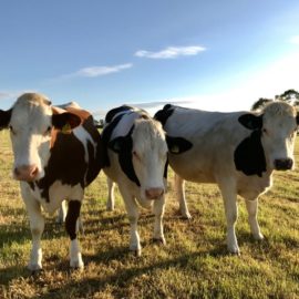 Cows at Vine Farm Dairy - their milk supplies Gelato Village in Leicester