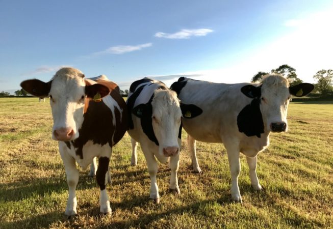 Cows at Vine Farm Dairy - their milk supplies Gelato Village in Leicester