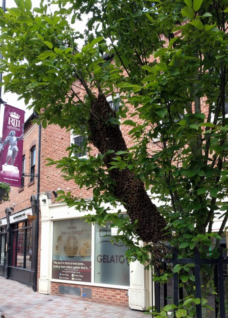 Bees swarming outside Gelato Village